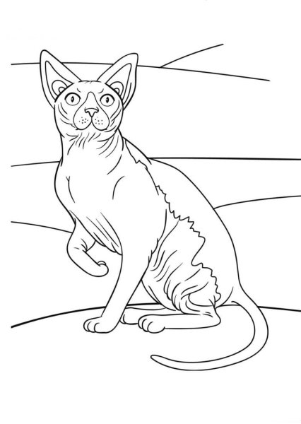 Сфинкс кошка