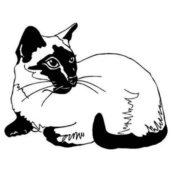 Сиамская кошка раскраска