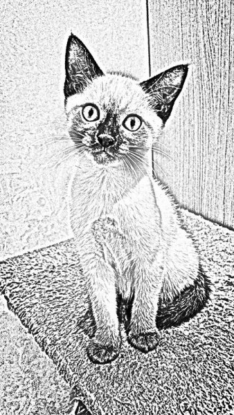 Раскраски тайская кошка (46 фото)