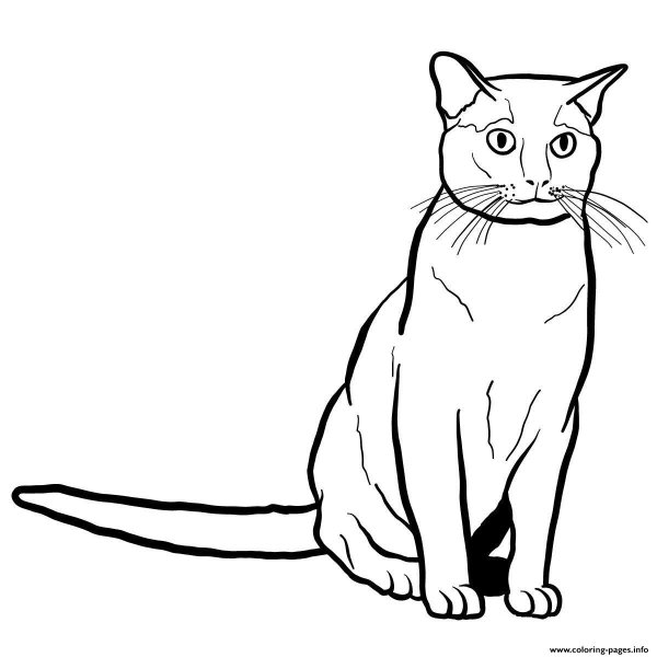 Нарисовать кошку Оцикет