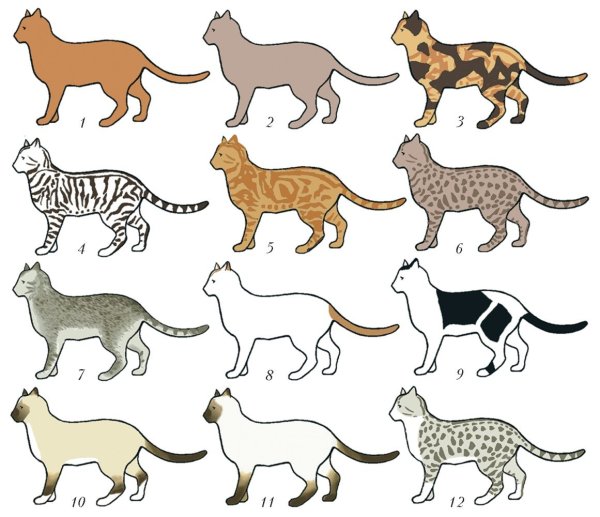 Раскраски шерсти кошек (44 фото)