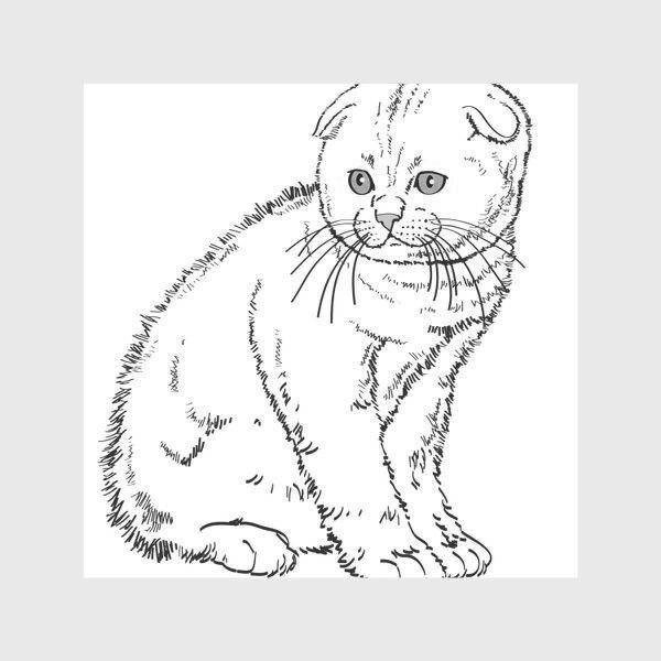Шотландская вислоухая кошка вид сбоку