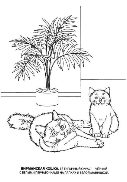 Раскраска кошка с котятами