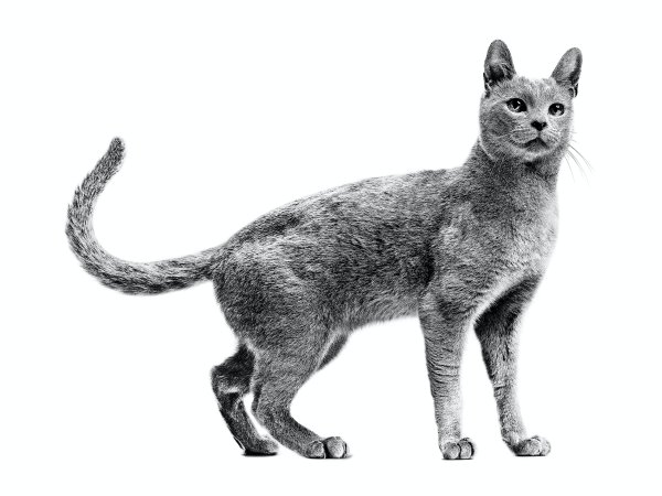 Королевская голубая кошка