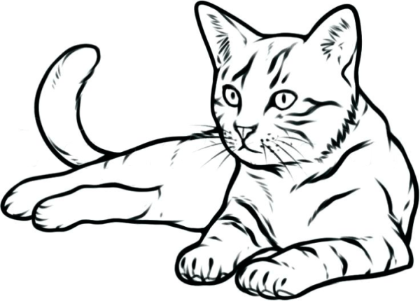 Кошка рисунок