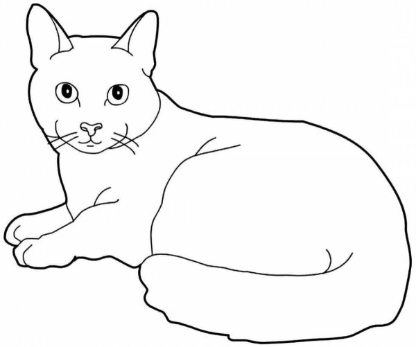 Раскраска домашняя кошка