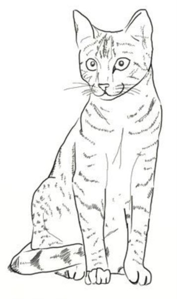 Кошка рисунок карандашом