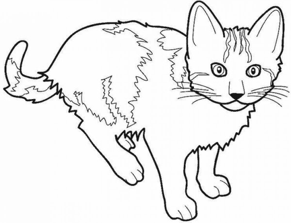 Котенок. Раскраска