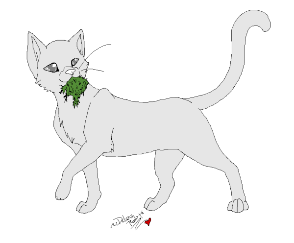 Коты Воители лайны Целителей