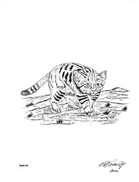 Раскраска Дикие кошки