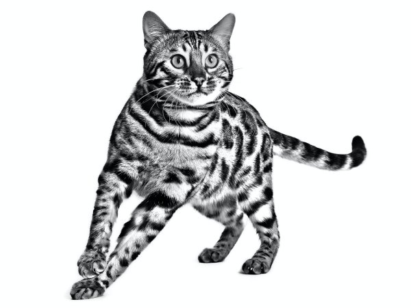 Кот бенгал