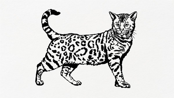 Бенгальская кошка