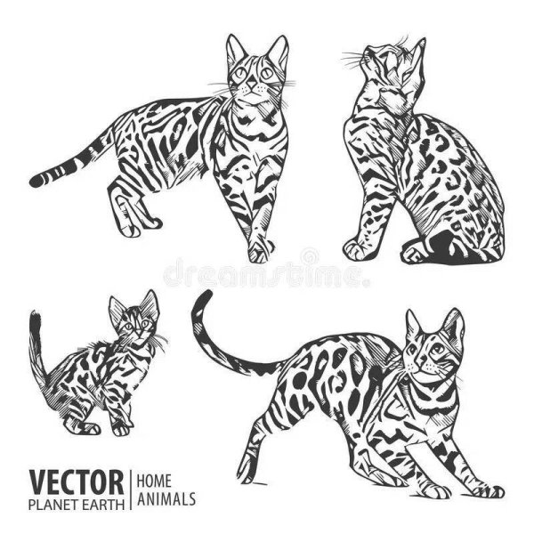 Бенгальский кот вектор