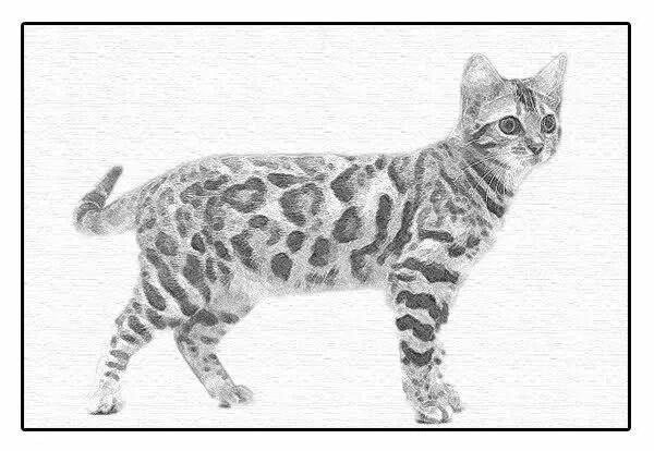 Раскраска Бенгальская кошка