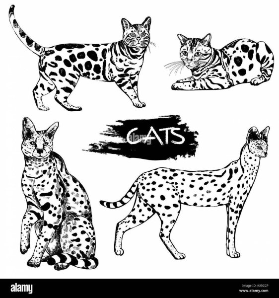 Бенгальская кошка эскиз