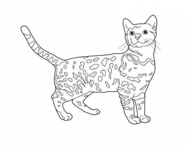 Бенгальская кошка