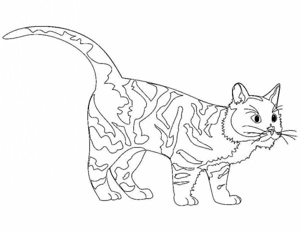 Бенгальский кот раскраска
