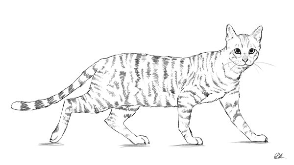 Кошки. Раскраска
