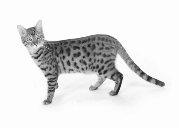 Бенгальская кошка