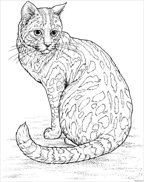 Раскраска. Котики
