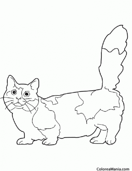 Кот Манчкин раскраска