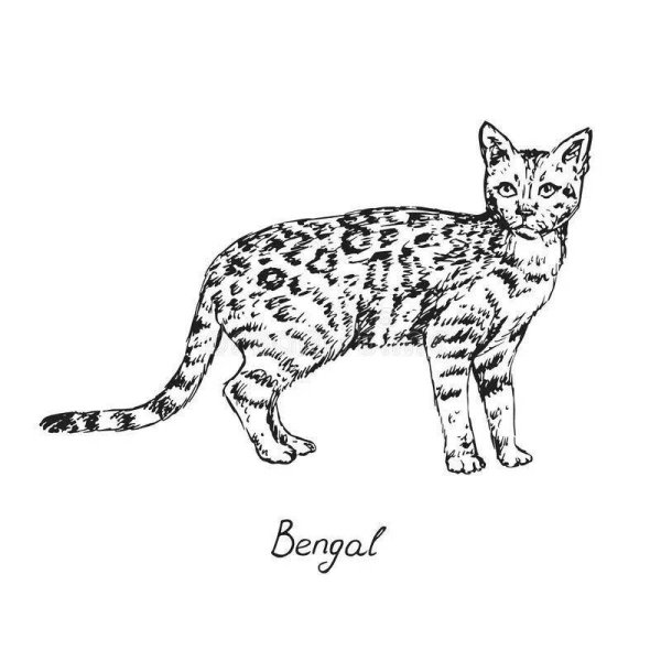 Бенгальский кот раскраска