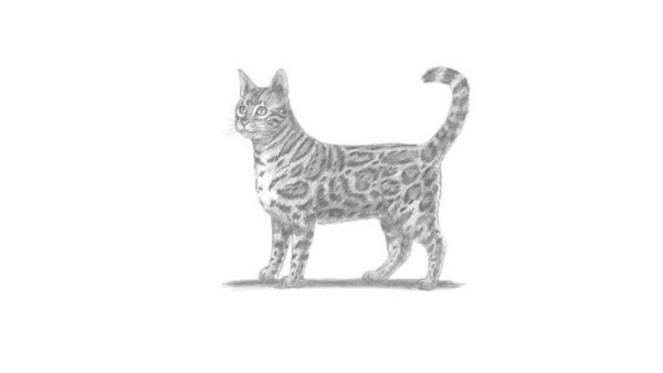 Раскраски бенгальский кот (47 фото)