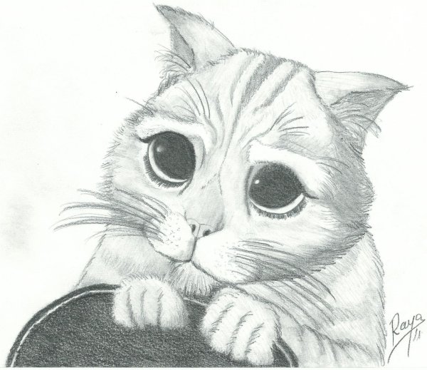 Раскраска Шрек кот