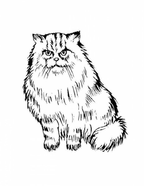 Кот Манул раскраска для детей