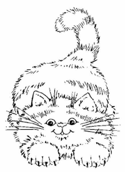 Пушистый котик раскраска