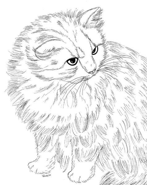 Персидская кошка раскраска