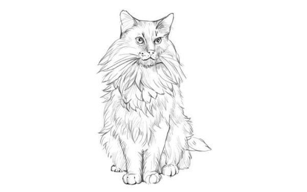Кот Мейн кун