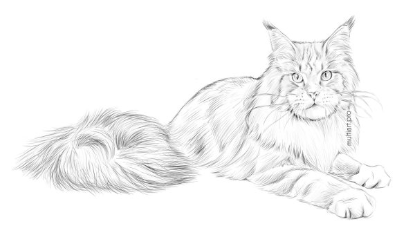 Раскраска кошка Мейн кун