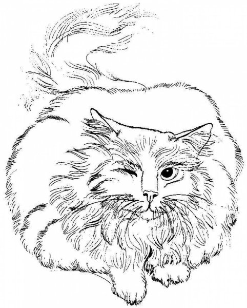 Персидская кошка раскраска