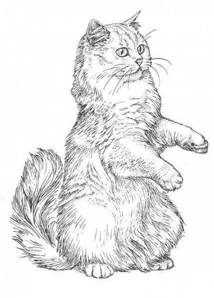 Пушистая кошка раскраска