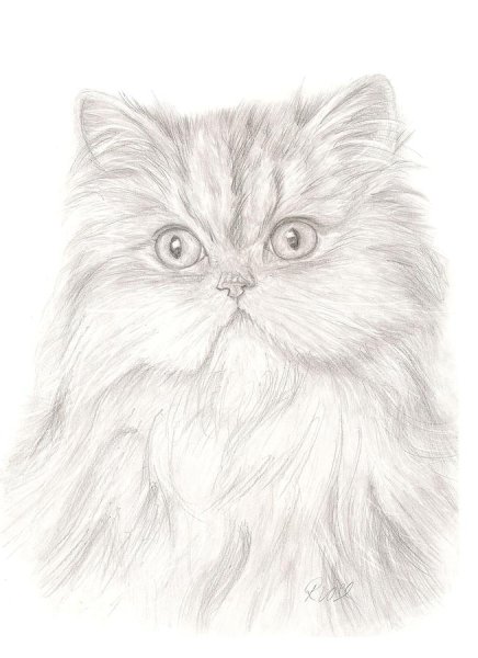 Персидская кошка