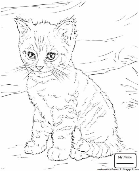 Котенок. Раскраска