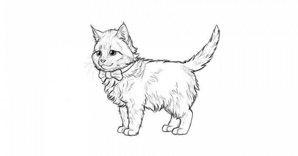Кот Мейн кун