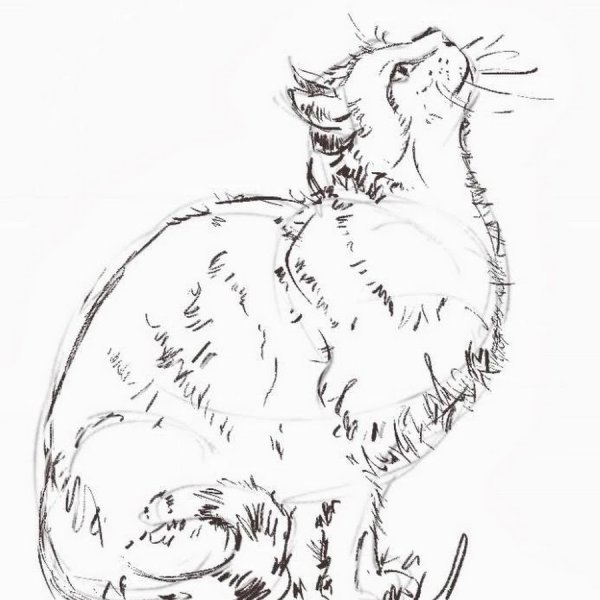 Зарисовка кота
