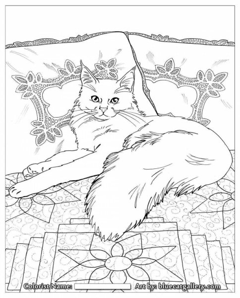 Раскраски красивые котики