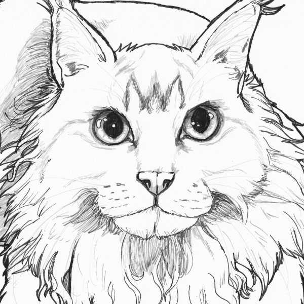 Портрет кошки раскраска