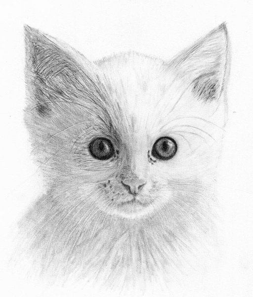 Портрет кошки карандашом для начинающих