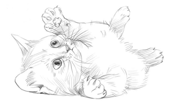 Котёнок рисунок карандашом