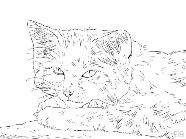 Раскраска кот