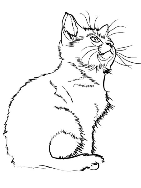 Кошки. Раскраска