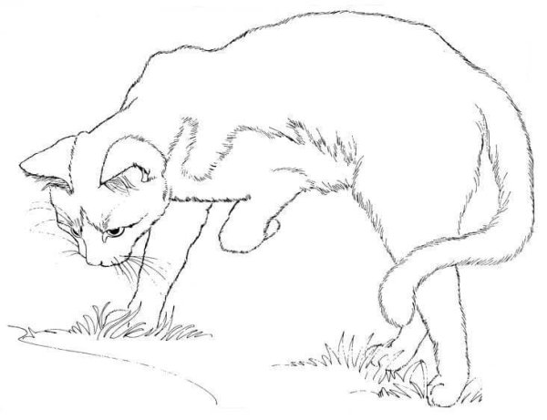 Кошка раскраска реалистичная