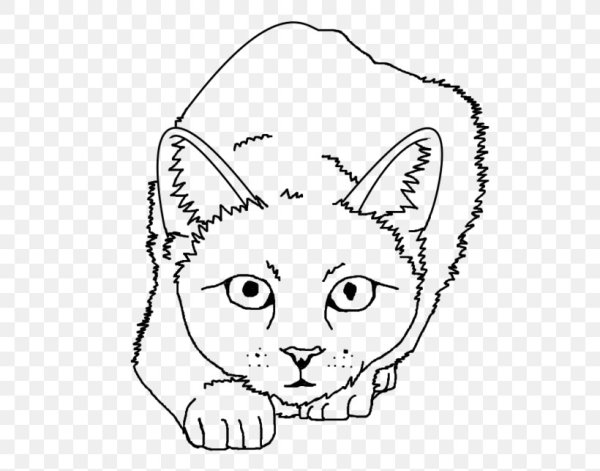 Раскраски котики реалистичные