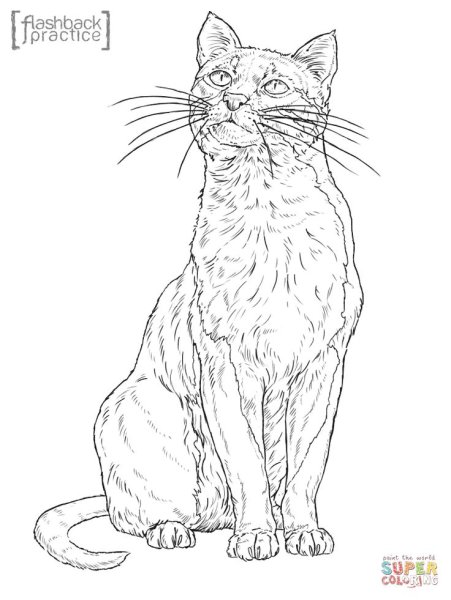 Кошка раскраска реалистичная