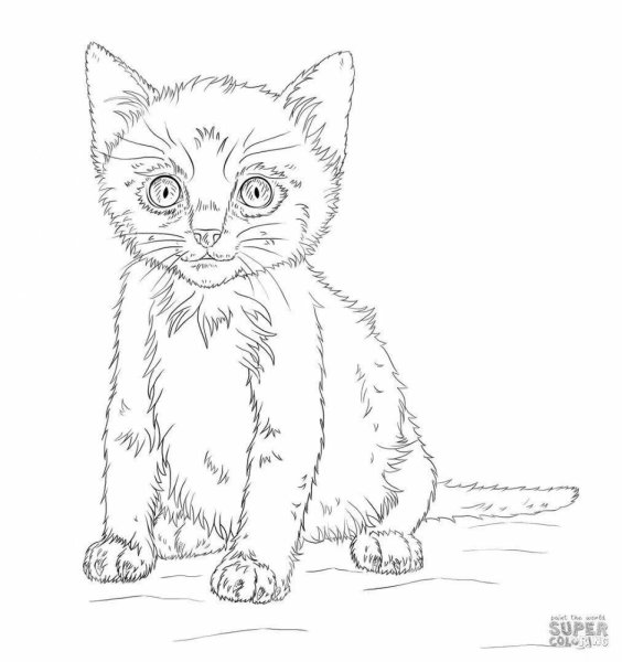 Раскраски котята реалистичные