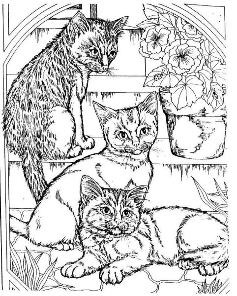 Кошки. Раскраска